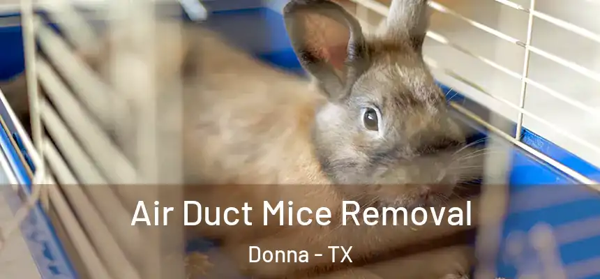  Air Duct Mice Removal Donna - TX
